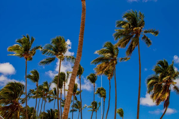 View Palms Caribbean Beach — Stock Photo, Image