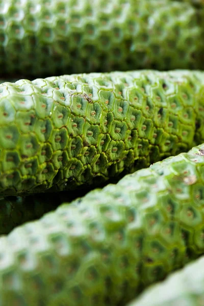 Closeup Fruta Deliciosa Monstera — Fotografia de Stock