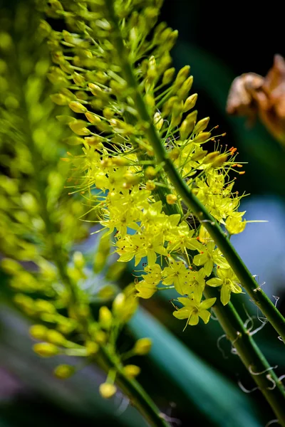 내용은 Narrow Leaved Foxtail Lily Eremurus Stenophyllus — 스톡 사진
