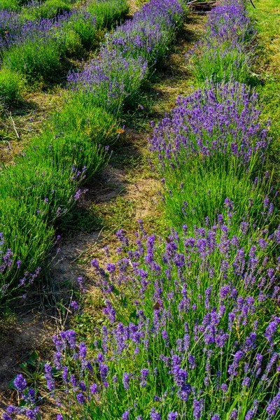 Close Detail Van Lavendelplanten Tuin — Stockfoto