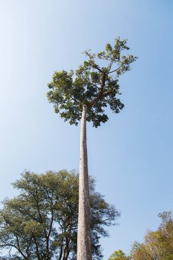 Tayland, Chiang Mai 'deki Toog ağacına bakın.