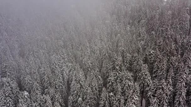 Karlı Kışta Dağda Drone Manzarası — Stok video