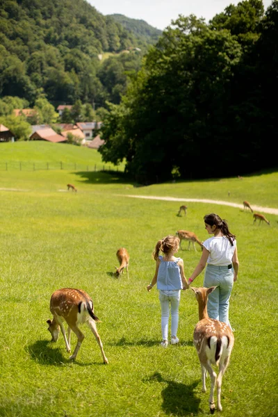 Two Cute Little Girls Walking Reindeer Herd Sunny Day — Fotografia de Stock