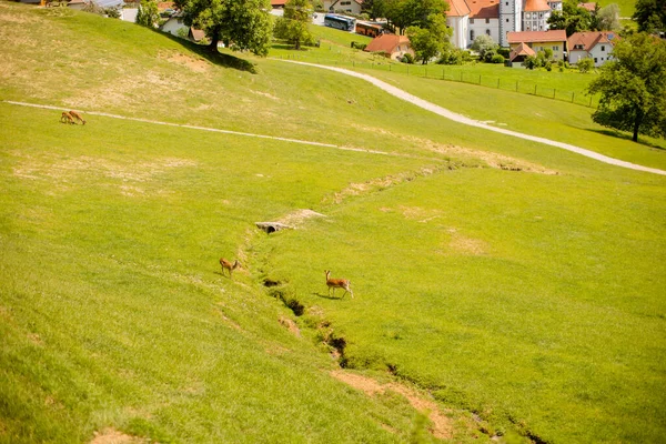 Reindeer Foothills Jelenov Greben Slovenia — Stock Photo, Image