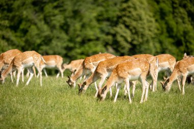 Slovenya 'da Jelenov Greben eteklerinde ren geyiği