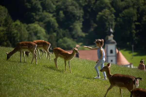 Cute Little Girl Reindeer Herd Sunny Day — Fotografia de Stock