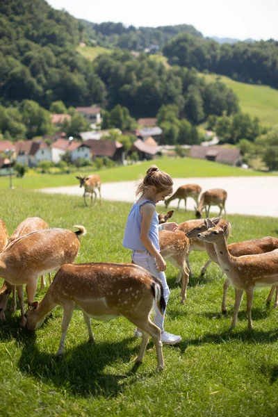 Cute Little Girl Reindeer Herd Sunny Day — стоковое фото