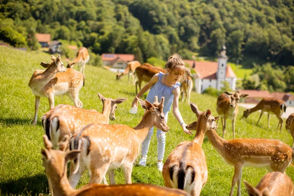 Cute Little Girl Reindeer Herd Sunny Day — Stockfoto