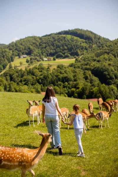 Two Cute Little Girls Walking Reindeer Herd Sunny Day — Zdjęcie stockowe