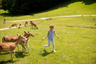 Cute little girl among reindeer herd on the sunny day