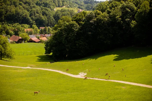 Reindeers Foothills Jelenov Greben Slovenia — Stockfoto