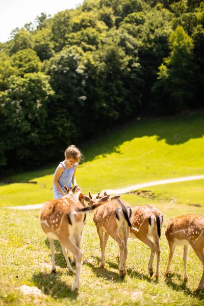 Cute Little Girl Reindeer Herd Sunny Day — Zdjęcie stockowe