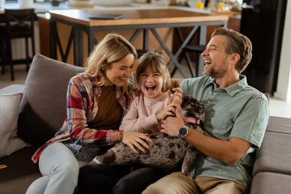 Joyful Parents Watch Daughter Play Happy French Bulldog Home Stock Photo