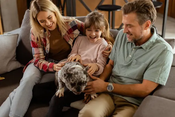 快乐的父母看着女儿在家里和一只快乐的法国斗牛犬玩耍 免版税图库图片