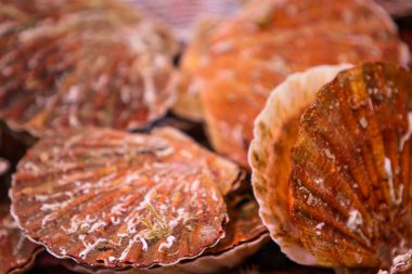 Taze hasat edilmiş harika deniz taraklarının renkli çeşitleri market tezgahlarını dolduruyor, benzersiz kabuklarını sergiliyor ve potansiyel alıcıları mutfak zevklerini keşfetmeye davet ediyor.