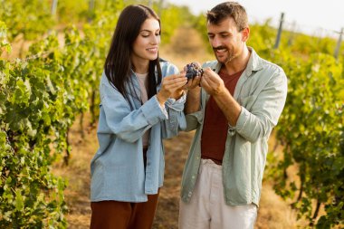 Sıcak öğleden sonra güneşinin altında, bir üzüm bağında birkaç gezinti. Huzurlu bir manzarada toplanan üzümlere hayran oldukları bir anı neşeyle paylaşıyorlar.