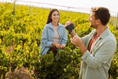 Sıcak öğleden sonra güneşinin altında, bir üzüm bağında birkaç gezinti. Huzurlu bir manzarada toplanan üzümlere hayran oldukları bir anı neşeyle paylaşıyorlar.
