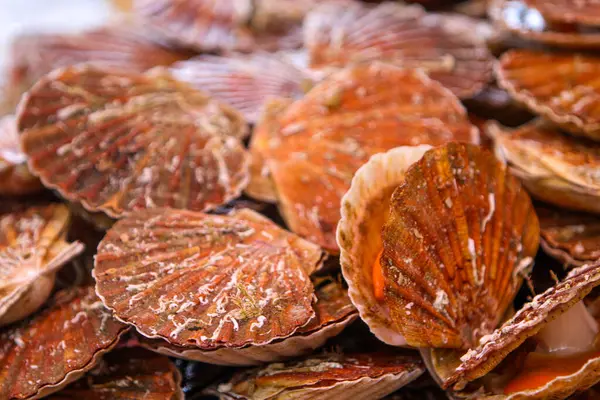 Taze hasat edilmiş harika deniz taraklarının renkli çeşitleri market tezgahlarını dolduruyor, benzersiz kabuklarını sergiliyor ve potansiyel alıcıları mutfak zevklerini keşfetmeye davet ediyor.