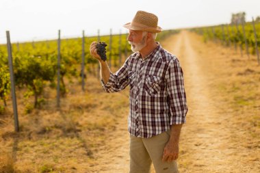 Yaşlı beyefendi yemyeşil sarmaşıkların arasında duruyor. Sıcak bir sonbahar güneşi altında bol miktarda koyu ve dolgun üzüm hasadını sergilerken gururla parlıyor.