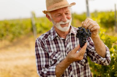 Yaşlı beyefendi yemyeşil sarmaşıkların arasında duruyor. Sıcak bir sonbahar güneşi altında bol miktarda koyu ve dolgun üzüm hasadını sergilerken gururla parlıyor.