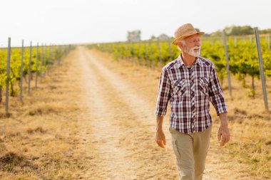 Yaşlı adam tozlu bir patika boyunca, üzüm bağları tarafından çevrelenmiş, öğleden sonra, üzüm bağlarının ortasında güneşin sıcacık parıltısında güneşlenerek yürüyor.