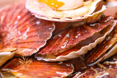 Taze hasat edilmiş harika deniz taraklarının renkli çeşitleri market tezgahlarını dolduruyor, benzersiz kabuklarını sergiliyor ve potansiyel alıcıları mutfak zevklerini keşfetmeye davet ediyor.