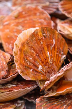 Taze hasat edilmiş harika deniz taraklarının renkli çeşitleri market tezgahlarını dolduruyor, benzersiz kabuklarını sergiliyor ve potansiyel alıcıları mutfak zevklerini keşfetmeye davet ediyor.