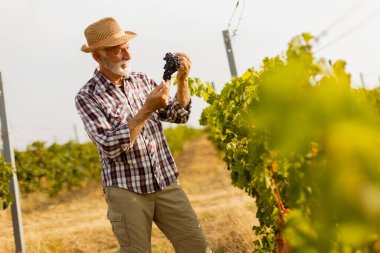 Yaşlı beyefendi yemyeşil sarmaşıkların arasında duruyor. Sıcak bir sonbahar güneşi altında bol miktarda koyu ve dolgun üzüm hasadını sergilerken gururla parlıyor.