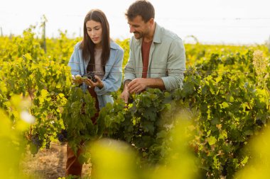 Sıcak öğleden sonra güneşinin altında, bir üzüm bağında birkaç gezinti. Huzurlu bir manzarada toplanan üzümlere hayran oldukları bir anı neşeyle paylaşıyorlar.