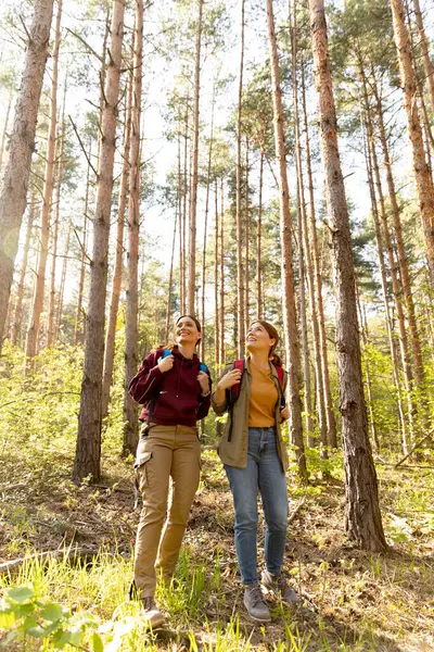 İki arkadaş, tepelerde yükselen çam ağaçlarıyla çevrili sakin bir ormanı keşfeder. Güneş ışığı tepe örtüsünün içinden süzülür ve gülümsemelerini ısıtır..