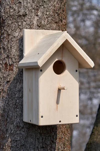 Closeup Rumah Burung Batang Pohon Luar Ruangan Pada Siang Hari — Stok Foto