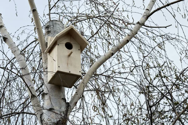 Birdhouse Pada Batang Pohon Birch Terpotong Awal Musim Semi Luar — Stok Foto