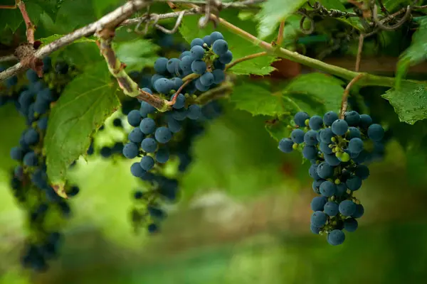 Ripe bunches of wild grapes in the foliage.