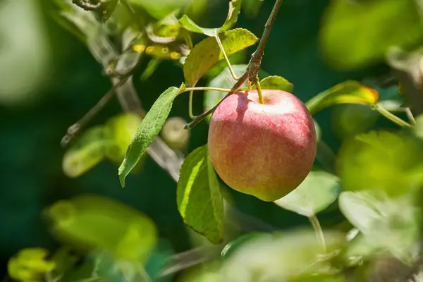 Närbild Rött Äpple Gren Trädet — Stockfoto