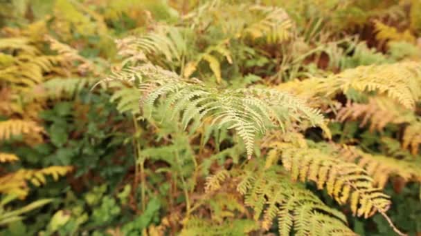 Зеленые Листья Папоротника Лесу — стоковое видео