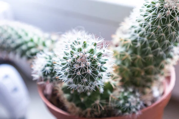 Gros Plan Petit Cactus — Photo