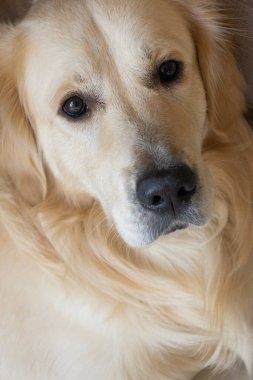 Golden Retriever 'ın yakın çekimi.