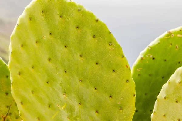 Cactus Vert Avec Une Grosse Poire Piquante — Photo