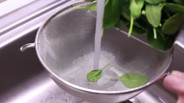 Woman Hands Washing Baby Spinach Kitchen Sink Close — Stock Video