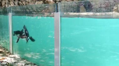  Hayvanat Bahçesi Havuzunda Yüzen İki Penguen