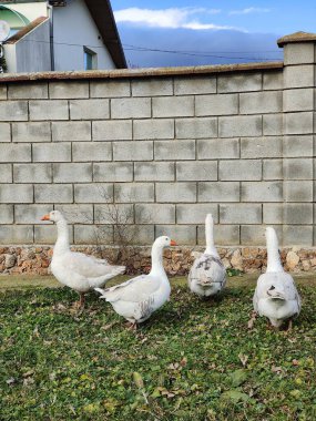 Bir grup kaz bir evin önünde duruyor. Kuşlar güneşli bir günde bir araya toplanır.