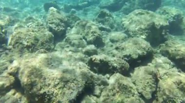 Su altında sakin bir deniz manzarası yakalayan güzel bir stok videosu, kristal berrak su, filtrelenen güneş ışınları ve doğal su ortamında deniz sükuneti.