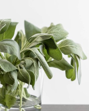 Beyaz arka planda parlak mutfak ışığı olan taze adaçayı.