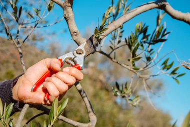 closeup of a man pruning an olive tree using a pair of pruning shears, in an orchard in Spain clipart