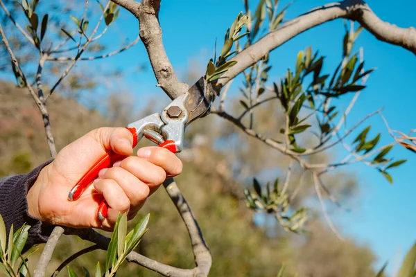 closeup of a man pruning an olive tree using a pair of pruning shears, in an orchard in Spain
