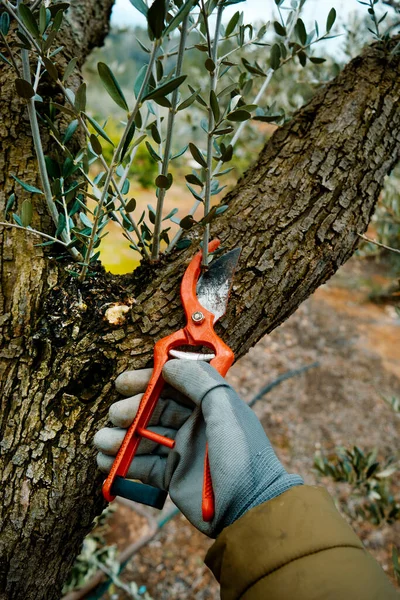 a man uses a pair of pruning shears to cut some branches of an olive tree in a plantation in Spain