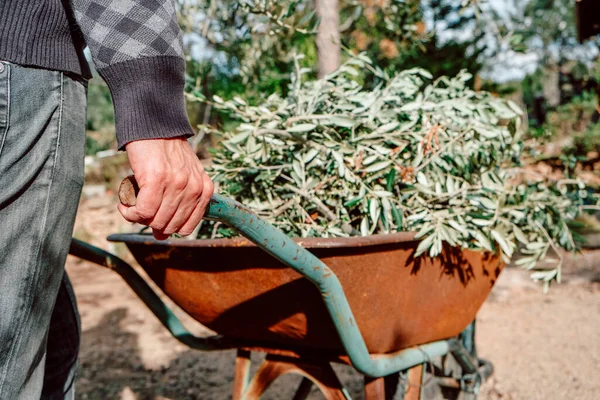 Closeup Man Pushing Old Wheelbarrow Full Olive Branches Pruning Orchard — Foto Stock