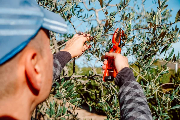 Man Prunes Olive Tree Using Pair Orange Pruning Shears Orchard — Foto Stock