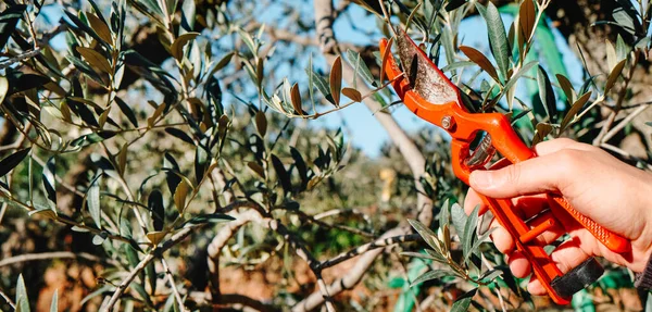 man pruning an olive tree using a pair of pruning shears, in an orchard in Spain, in a panoramic format to use as web banner or header