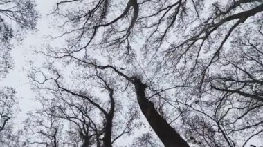 the camera from a low position is spinning aroudn the top of some deciduous trees on an autumn day